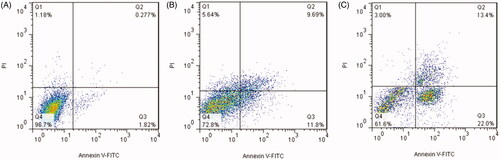 Figure 6. Dot plots of flow cytometric analysis to study the effect of free bLF and CGO-PEG-bLF to induce apoptosis in TC-1 cells after 48 h treatment. (A) The cells treated by control (CGO-PEG), (B) the cells treated by free bLF, and (C) the cells treated by CGO-PEG-bLF.