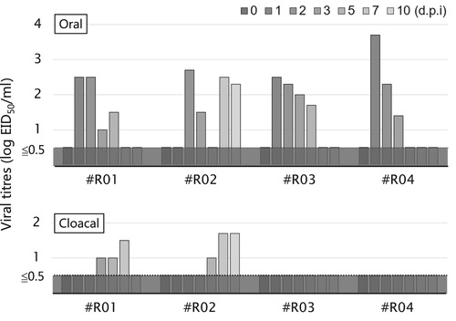 Figure 2. Viral titres of oral (upper) and cloacal (lower) swabs collected from the rooks. Viral titres were calculated by the method of Reed and Muench (Citation1938) and are expressed as EID50/ml of the samples.