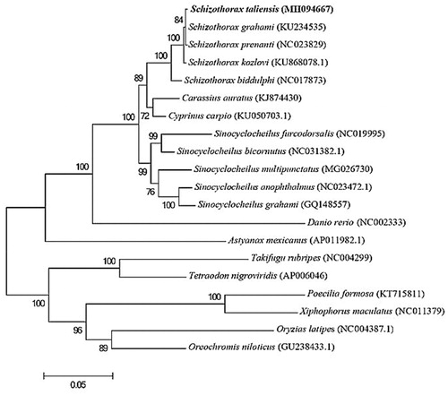 Figure 1. Phylogenetic tree of 20 teleost fish based on 13 mitochondrial protein-coding genes. The number at each node is the bootstrap value of ML analysis.