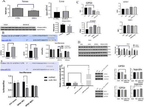 Figure 2. MiR-761-hepcidin/GPX4 pathway and the involvement of ferroptosis in PCOS mice model with unexplained liver damage. (A) Change of serum and liver hepcidin in mRNA and protein level; (B) Relative miR-873-5p and miR-761 levels between PCOS and control (left panel), the confirmation of miR-761 regulating on hepcidin by both bioinformatics prediction and luciferase analysis (right panel); (C) mRNA levels of GPX4, ACSL4, PTGS2 and FSP1 in control and model groups (with HFD, DHEA and HFD + DHEA); (D) Relative protein levels of GPX4, ACSL4 and PTGS2 in control and model groups (with HFD, DHEA and HFD + DHEA); (E) the confirmation of miR-761 on GPX4 by both bioinformatics prediction and luciferase analysis; (F) the change of GPX4 and hepcidin after miR-761 antagonizing and overexpression. *p < .05; **p < .01.