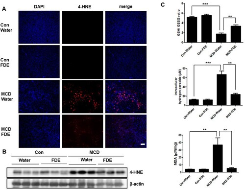 Figure 2. Effect of FDE on ethanol-induced oxidative stress. (a) Representative immunofluorescent staining of 4-HNE in the liver of Con-Water, Con-FDE, MCD-water and MCD-FDE mice (scale bars, 100μm). (b) The expression of 4-HNE was determined in the total protein extracts of mice liver tissues by Western blot analysis. (c) The hydrogen peroxide level, the ratio of GSH/GSSG and TBARS levels were measured in the liver of Con-Water, Con-FDE, MCD-water and MCD-FDE mice. n = 10 per group; means ± SEM of the mean. **p < .01 and ***p < .001.