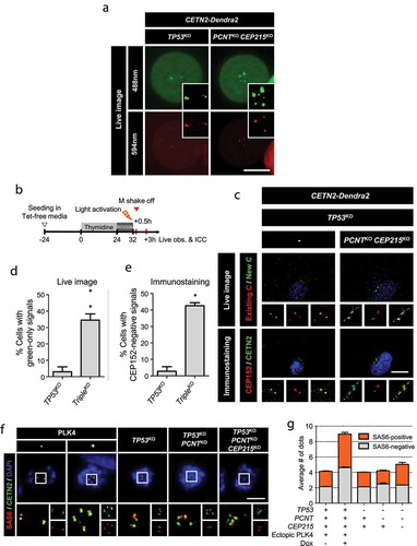 Figure 5. Centriole assembly during M phase in the triple KO cells (a) CETN2-Dendra2 was stably expressed in the triple KO cells. The cells were treated with thymidine for 24 h followed by STLC for 7 h, and light-activated. The CETN2-Dendra2 signals were observed for up to 2 h after the activation. Light activation makes CETN2-Dendra2 detected with both 448 and 594 nm fluorescent light (green and red). Scale bar, 4.42 μm. (b) The triple KO cells stably expressing CETN2-Dendra2 were treated with thymidine for 24 h, followed by RO3306 for 8 h, and light-activated. Thirty minutes after the release, mitotic cells were collected by the shake-off method, and cultured for 3 h. (c) We recorded the fluorescent signals of the cells, and fixed them for coimmunostaining analysis with antibodies specific to CETN2 and CEP152. Scale bar, 10 μm. (d) The number of cells with green-only centrioles were counted. (e) The number of cells with CEP152-negative centrioles were counted. (d, e) Greater than 20 cells per group were analyzed in three independent experiments. The statistical significance was analyzed using t-test (* P < 0.05). (f) The PLK4-overexpressing and KO cells were treated with STLC for 10 h and subjected to coimmunostaining analysis with the CETN2 (green) and SAS6 (red) antibodies. Scale bar, 10 μm. (g) The number of SAS6-positive (orange) and -negative (gray) CETN2 dots were counted. Greater than 30 cells per group were analyzed in three independent experiments. Values are means and SEM