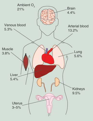 Figure 1.  Oxygen concentrations as measured in selected mammalian tissues.Most tissues exist at oxygen concentrations well below ambient levels, typically 3–5% [Citation1–3]. The definition of hypoxia is an oxygen concentration of ≤2%, while concentrations of ≤0.02% oxygen are defined as severe hypoxia or anoxia [Citation4].