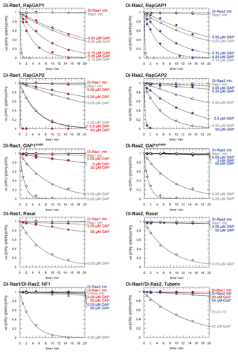 Figure 3 Nucleotide hydrolysis of Di-Ras proteins is stimulated by Rap1GAPs. Different concentrations of GAPs were tested for activity on GTP-bound Di-Ras1 (left, red) and Di-Ras2 (right, blue). Only Rap1GAP1 and Rap1GAP2 stimulated GTPase activity of Di-Ras proteins. Control reactions of GAPs with their cognate G proteins are shown in gray. 50 µM G protein were incubated with varying GAP concentrations and the decrease in relative GTP concentration was followed by HPLC. Concentration of G protein•GTP was set to 1 at time zero for all experiments.