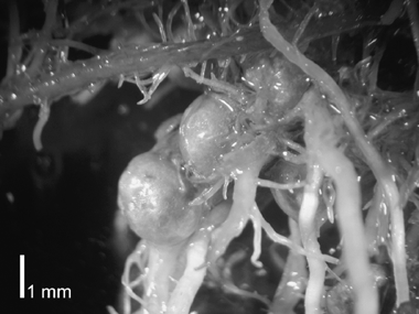 Figure 3  View of the rice roots in contact with controlled-release fertilizer granules.