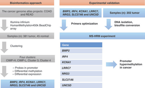 Figure 1. Workflow of the study. DNA methylation data were obtained from experiments using Illumina Infinium HumanMethylation450 BeadChip (450k) array from 381 tumor samples and 45 normal samples. Unsupervised clustering of tumor samples resulted in four clusters. After literature mining and gene ontology, BMP2, IRF4, KCNA1, LRRC7, NRG3, SLC27A6 and UNC5D were chosen for further experimental validation on 202 samples. After DNA isolation, DNA was bisulfite converted and used in methylation-sensitive high-resolution melt experiment (MS-HRM) to test for promoter hypermethylation in cancer samples.COAD: Colon adenocarcinoma; READ: Rectum adenocarcinoma; CIMP: CpG island methylator phenotype; CIMP-L: CpG island methylator phenotype–low; CIMP-H: CpG island methylator phenotype–high.