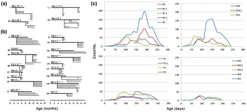 Figure 2. Longevity of ramets subcloned from four representative colonies of B. schlosseri undergoing random mortality (a) and the 17 genets expressing synchronized mortality (b). The colony numbers are marked on the left margins of the lines. The original part of each colony is marked by a thick horizontal line; a subclone subcloned from the original part, by a thin line. When more than one subclone was subcloned on a given time, their longevities are marked by parallel horizontal lines. The right-hand end of the horizontal line represents the age at death of each subclone derived from a specific genet. Numbers above each colony represent the average +−SD of all subclones belonging to a specific genet. Levels of significance between the absolute deviation in mortalities of subclones from each genet, compared with the sample mean of the 41 parents genets, are *p < 0.05; **p < 0.01; ***p < 0.001; $, not significant (taken from Rinkevich et al. Citation1992). (c) Growth chart, as measured by zooid number of subclones from four different genotypes studied.