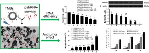 Figure 8 Targeted microbubble for ultrasound-mediated short hairpin RNA plasmid transfection to silence survivin gene and exert the antitumor effect (#p<0.05; *p<0.05). Adapted with permission from Zhang Y, Chang S, Sun J, et al. Targeted Microbubbles for Ultrasound Mediated Short Hairpin RNA Plasmid Transfection to Inhibit Survivin Gene Expression and Induce Apoptosis of Ovarian Cancer A2780/DDP Cells. Mol Pharm. 2015;12(9):3137–3145. Copyright © 2015 American Chemical Society.Citation117