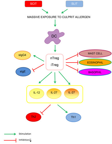 Figure 1 Immune modulation of AIT. The action of AIT on dendritic cells leads to an increased nTregs and iTregs production by the release of IL-12, IL-10, and IL-27. Specific Tregs and B-regulatory cells can modify the immune response from allergic Th2 to Th1 response. Moreover, Tregs downregulate count and function of mucosal mast cells, basophils and eosinophils. AIT through Treg cells enhances specific IgG4 and diminished specific IgE to allergens.