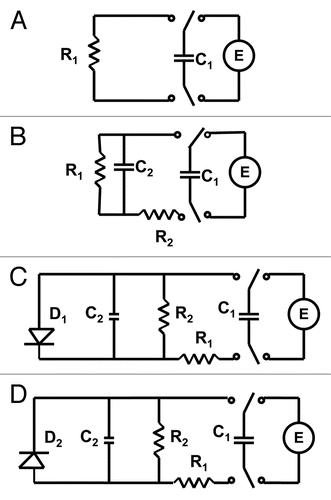 Figure 4 Electrical equivalent schemes of a capacitor discharge in a plant tissue. Abbreviations: C1, charged capacitor from voltage source U; C2, capacitance of plant tissue; R, resistance in the Mimosa pudica tissue; D, diode.