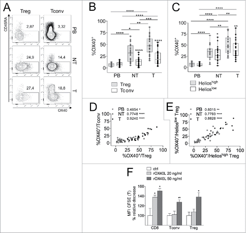 Figure 3. T-Tregs express OX40, conveying proliferative signal, at highest levels. (A–C) Representative CD45RA/OX40 staining (A) and OX40+ percentages in gated Tregs and Tconvs (n = 29) (B) or Helioshigh vs. Helioslow Tregs (n = 20) (C) from PB, NT and T of CRC patients. *p < 0 .05, **p < 0 .01, ***p < 0 .005, ****p < 0 .001, by Wilcoxon matched-pairs test, two-tailed. (D–E) Spearman correlations between the percentages of OX40+ Tconvs and Tregs (D) and of OX40+ Helioshigh or Helioslow Tregs (E). *p < 0 .05, **p < 0 .01, ****p < 0 .001. (F) Mononuclear cells, obtained from the T sample of a representative CRC patient, were stimulated in the presence of scaled concentrations of rOX40L, and proliferation was estimated in gated CD8+, Tconvs (CD4+FOXP3−) and Tregs (CD4+FOXP3+), in terms of the relative change in CFSE MFI. The experiment was independently repeated in two patients giving similar results. *p < 0 .05, **p < 0 .01, by Student t test, unpaired, compared to ctrl.