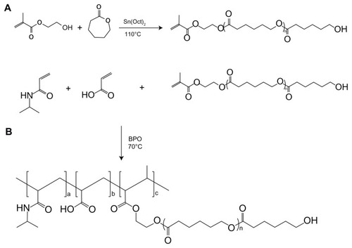 Scheme 1 Synthesis of the poly(NIPAAm-co-AAc-co-HEMAPCL) copolymer.Abbreviations: AAc, acrylic acid; BPO, benzoyl peroxide; HEMAPCL, 2-hydroxylethyl methacrylate-poly(ɛ-caprolactone); NIPAAm, N-isopropylacrylamide.