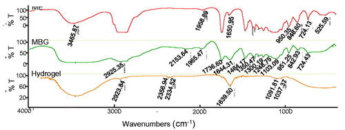 Figure 4. Infrared spectrogram of microemulsion, MBG, and sodium hyaluronate hydrogel.