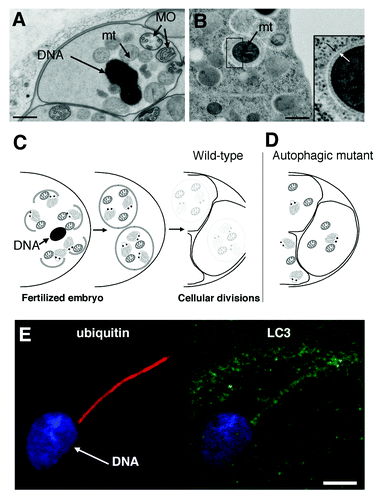 Figure 1. Transmission electron micrographs of a C. elegans spermatozoid (A) showing its DNA, membranous organelles (MO) and mitochondria (mt) prior to fertilization, and of the cortical area of a two-cell stage embryo (B) revealing the presence of autophagosomes around mitochondria. The white and black arrows indicate the limiting double membrane. Scale bars are 500 nm in (A and B). (C and D) Schematic view of the allophagy process. After fertilization, spermatozoon-inherited mitochondria and membranous organelles are engulfed in autophagosomes and degraded during the first zygote divisions (C). Interfering with autophagosome formation or fusion with lysosomes (not described) stabilizes spermatozoon-inherited organelles (D). (E) The entry of spermatozoid organelles in the mouse oocyte at fertilization induces ubiquitination and recruitment of autophagy markers (LC3) around the flagellum mid-piece still attached to the nuclear DNA. Scale bar is 5 μm in (E). (B) is adapted from Figure 1E, and (E) is adapted from Figures S5F and S5H of Al Rawi S, Louvet-Vallée S, Djeddi A, Sachse M, Culetto E, Hajjar C, Boyd L, Legouis R, Galy V. Science 2011; 334:1144–7.