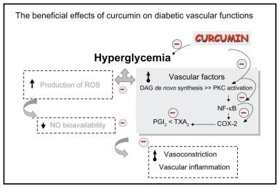 Figure 4 The beneficial effects of curcumin on diabetic vascular functions. Curcumin supplementation (300 mg/kg bodyweight) improved diabetes-induced vascular dysfunction associated with its potential to reduce blood sugar, COX-2 and NF-κB suppression, PKC inhibition, and improve the ratio of prostanoid products PGI2 and TXA2.