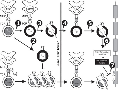 Figure 1 Mechanisms of action of glatiramer acetate (GA) in multiple sclerosis. GA exhibits competitive binding at the MHC-II complex and T-cell receptor (TCR) antagonism. GA is able to displace myelin basic protein from the binding site on MHC-II molecules. Treatment with GA leads to the induction of antigen-specific TH2 T cells in the periphery (1). In addition CD8+ and CD4+CD25+ regulatory T cells are induced by GA therapy (2). The constant activation seems to have an important impact on the induction and maintenance of the regulatory/suppressive immune cells (3). Because of the daily activation, GA T cells are believed to be able to cross the blood–brain barrier (4). Inside the central nervous system, some GA-specific T cells cross-react with products of local myelin turnover presented by local antigen-presenting cells (APCs) (5). In response, anti-inflammatory cytokines are secreted, which dampen the local inflammatory process (bystander suppression) (6). Furthermore, GA-specific T cells secrete neurotrophic factors that might favor remyelination and axonal protection (7). Reprinted from Autoimmun Rev. 2007;6(7). Schrempf W, Ziemssen T. Glatiramer acetate: mechanisms of action in multiple sclerosis. 469–475. Copyright © 2007, with permission from Elsevier.Citation78