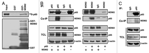 Figure 1. MDM2 binds p65RelA in vitro and in vivo. (A) GST pulldown assay. In vitro -translated, 35S-labeled p65RelA is retained by bacterially expressed GST-MDM2 but not GST alone. The lower panel shows the expression of the GST proteins in bacteria. One-tenth of the labeled p65RelA was used as input control. (B) Coimmunoprecipitation of transfected proteins. Human H1299 cell cultures were transfected with expression plasmids producing p65RelA (p65; 4 μg) and/or MDM2 (4 μg). At 24 h after transfection, cells were permeabilized and the extracts were incubated with the indicated polyclonal (p65) or monoclonal (MDM2) antibodies to immunoprecipitate p65 (left panel) or MDM2 (right panel). Immunoprecipitation (IP) samples, co-immunoprecipitation (Co-IP) samples, and total cell lysates (TCL) were probed by western immunoblotting with antibodies directed against p65, MDM2, and β-actin. IgG was an irrelevant control antibody. (C) Co-immunoprecipitation of endogenous proteins. Human HCT116 p53−/− cell cultures were treated with TNFα (20 ng/ml) for 2 h prior to permeabilization. Endogenous p65RelA (p65) was precipitated with anti-p65 polyclonal antibody. Immunoprecipitation (IP) samples, co-immunoprecipitation (Co-IP) samples, and total cell lysates (TCL) were probed by western immunoblotting with the indicated antibodies. IgG was an irrelevant control antibody.