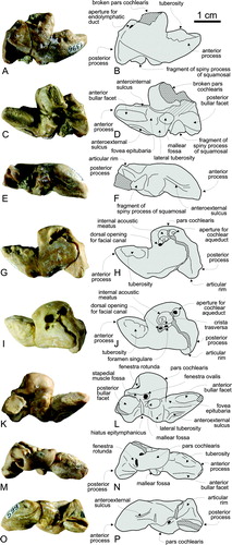 FIGURE 6. Huaridelphis raimondii, n. gen. et sp., MUSM 1396 (holotype), incomplete right periotic in dorsal (A, B), ventral (C, D), and lateral (E, F) views. Huaridelphis raimondii, n. gen. et sp., MUSM 599, left periotic in dorsal (G, H), dorsolateral (I, J), ventral (K, L), medial (M, N), and lateral (O, P) views. Diagonal solid lines indicate major breaks.