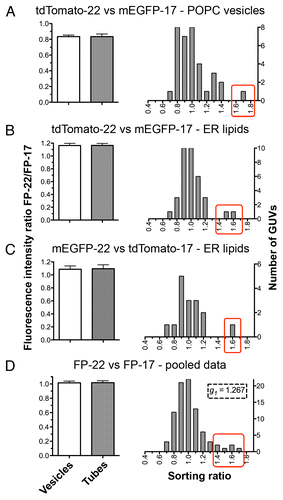 Figure 6. Quantitative analysis of the distribution of FP-17 and FP-22 in nanotubes and flat domains (GUVs). The graphs on the left show the averaged FP-22/FP-17 fluorescence intensity ratios in tube networks (gray bar) and in the corresponding GUVs (white bars). Results are given as mean ± SEM n = 35 (A and B), 16 (C), 86 (D). The histograms on the right show the distributions of sorting ratios (defined as the fluorescence ratio of FP-22/FP-17 in tubes normalized by the same ratio in the vesicle, see Methods) for the same data. The red boxes enclose outliers for which FP-22 was enriched in the tubular networks compared with FP-17.