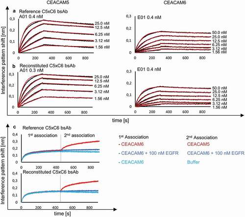 Figure 4. BLI analysis of reconstituted bsAb C5xC6 and comparison to reference C5xC6 binding to soluble CEACAM5 and CEACAM6. KD was determined after association and dissociation of the respective antigens and monitored with varying concentration of analyte over time resulting in an interference pattern shift (nm). (a) Concentration-dependent binding of CEACAM5 and CEACAM6 by reference bsAb version of C5xC6 shows similar kinetic parameters in the nanomolar range compared to reconstituted C5xC6 depicted in (b). (c) Simultaneous binding of soluble recombinant CEACAM5 and CEACAM6 by reconstituted bsAb C5xC6. Both antigens are associated in two steps. EGFR and buffer were used as a negative controls