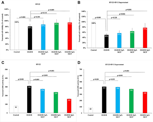 Figure 4 MCP attenuated neuronal cell viability and injury in OGD/R model. (A) Neuronal cell (HT-22) viability after OGD/R was assessed by CCK-8 tests. (B) Neuronal cell (HT-22) viability after OGD/R was assessed by CCK-8 tests, when co-cultured with supernatant of BV-2 cells. (C) Neuronal cell (HT-22) injury after OGD/R was assessed by LDH activity. (D) Neuronal cell (HT-22) viability after OGD/R was assessed by LDH activity, when co-cultured with supernatant of BV-2 cells. MCP indicates modified citrus pectin, OGD/R, oxygen-glucose deprivation/reperfusion. Data are mean ± standard deviation, and n=5 per group.