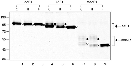 Figure 7. Immunoblot showing N-glycosylation analysis of AE1, kAE1 and mdAE1 expressed in transfected HEK cells. AE1 (lanes 1–3), kAE1 (lanes 3–6), mdAE1 (lanes 7–7 and 7′–9′). The panel on the right is a longer exposure of mdAE1. Detergent solubilized cell extracts were subjected to glycosidase digestion (C; control, H: endoglycosidase H, F: PNGase F). Immunoblot analysis was performed as described in Figure 2. The positions of molecular weight markers are shown on the left. AE1 ran as a single predominant band, kAE1 ran as a major lower band with higher molecular weight bands and mdAE1 ran as a lower band and a series of higher molecular weight bands. In all cases the lower band (o) contained high mannose oligosaccharide that was sensitive to endoglycosidase H to produce a non-glycosylated band (x), while the upper bands contained complex oligosaccharides that were resistant to endoglycosidase H but could be removed by PNGaseF (indicated by the brackets).