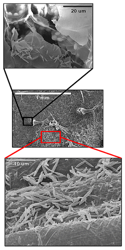 Figure 1. Colonization of Arabidopsis leaf surface by P. aphidis. Scanning electron microscopy of P. aphidis-treated leaf (center panel) demonstrates that while the leaf surface is covered with P. aphidis cells (lower panel), no hyphae are observed inside the mesophyll cells, shown here under a detached trichome (upper panel).