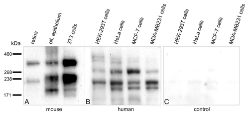Figure 2. Expression of Pericentrin splice variants in different mouse and human tissues and cells. Every lane is loaded with approximately the same amount of protein. (A) Western blot analysis of mouse protein extracts of retina, olfactory epithelium and NIH 3T3 mouse fibroblasts using the MmPeriC1 antibody. A ~360 kDa protein band—mouse Pericentrin (Pcnt) B—is detected in all three samples. A second protein band with varying molecular weight—~250 kDa (most likely mouse Pcnt A and/or S) in olfactory epithelium and NIH 3T3 mouse fibroblasts, ~225 kDa (most likely a variant of mouse Pcnt S) in retina—suggests the existence of different Pcnt variants in different tissues, which are expressed at different protein levels. The third band in the olfactory epithelium at ~190 kDa might be a cleaved part of Pcnt, since it does not appear constantly in every experiment. (B) Western blot analysis of human protein extracts of HEK-293T cells (embryonic kidney), HeLa cells (cervical cancer), MCF-7 cells and MDA-MB 231 cells (both breast cancer) using the MmPeriC1 antibody. The ~380 kDa human Pcnt B is detected as a double band with different expression levels in the different cell lines. The constantly appearing double band might show a posttranslational modification of Pcnt B resulting in a weight shift. All four human cell extracts show a second and a third band with with molecular weights of ~270 kDa and 220 kDa (potentially human Pcnt A and S). In the three cancer cell lines an additional Pcnt positive band at ~200 kDa appears. All human cell lines show different expression levels of distinct bands, suggesting a unique expression pattern of different Pcnt splice variants in every human tissue. (C) Control western blot analysis of the human cell extracts used in B. Preadsorption of the MmPeriC1 antibody with the respective antigen in saturating concentrations blocks the detection of the protein bands in all human cell samples. For detailed experimental information see ref. Citation11.