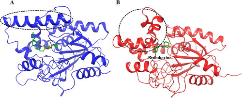 Figure 6. Structural changes in the lipase protein. (A) Lipase structure (PDB ID 1EX9) containing phosphonate trioctyl as ligand. (B) Lipase structure containing Bromhexine after 200 ns MD simulation. The changes in the conformation of the key α-helix is indicated with the dashed circle.