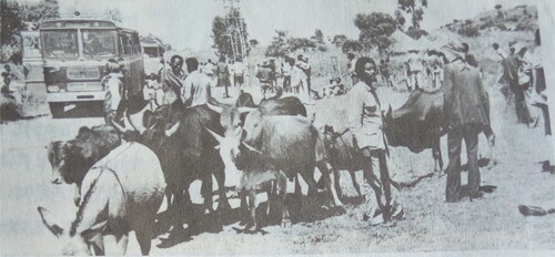 Figure 3. Ethiopian animals at Sudanese border market in 1978. Sources: Yekatit Metsihet (Bulletin) No 9, (4), 1978.