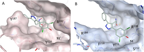 Figure 3. Putative binding mode of 14m found by docking to the active site of meprin α (A) and meprin β (B).