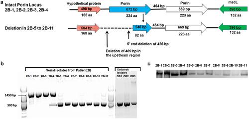 Figure 5. Partial deletion mutation in porin locus in patient 2B: (a) Schematic view of the Porin locus in patient 2B isolates. The first four isolates from patient 2B (2B–1 to 2B–4) had two intact copies of the porin gene; the last seven isolates (2B–5 to 2B–11) had a ~ 140bp deletion in the 5’end of the first porin paralog and a 489 bp deletion upstream. (b) PCR amplification of the porin locus. Analysis of the PCR products of patient 2B and Seattle outbreak isolates by gel electrophoresis showed a ~ 1.5kb for isolates with the intact locus and ~ 0.6 kb band for porin mutant strains. (c) Porin protein expression Protein extracts from 2B isolates were resolved by SDS-PAGE followed by western blot using a polyclonal anti-Porin (MspA) antibody. Isolate 2B–5 through 2B–11 exhibited a significant reduction in porin protein expression.