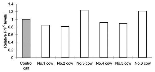 Figure 6 Relative PrPC levels (PrPC/actin) in the brain of reference cows as revealed by western blotting. The gray column shows the level of the control calf and blank columns, levels of reference cows. Bars show the average of two data obtained by application of 5.0 and 10.0 µg proteins/lane. No statistically significant difference was found between the control calf and reference cows.