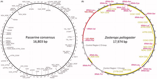 Figure 1. (A) Primer binding sites of all primers for Sanger sequencing used in this study (primer sequences available from the authors upon request) mapped against the consensus sequence of 41 published Passerine mitogenomes. (B) Annotated mitogenome of Zosterops poliogaster displaying gene order and composition; red - rRNA genes, pink - tRNA genes, yellow - coding genes, grey - Control Region.