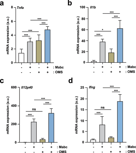 Figure 3. OMS treatment induces M1-related proinflammatory responses in Mabc-infected mice in vivo.(a – d) qPCR analysis of Tnf, Il1b, Il12p40, and Ifng mRNA expression in C57BL/6 mice lung tissues. C57BL/6 mice were infected intranasally with Mabc (1 × 107 CFU), with or without OMS treatment (five times a week; 10 mg/kg i.p.), and monitored at 7 dpi (a – c) and 21 dpi (d). Statistical significance was assessed using one-way ANOVA with Tukey’s multiple comparison test (a – d). Data are means ± SEM of three independent experiments. * p < 0.05, *** p < 0.001. dpi, days post infection; OMS, ohmyungsamycin A; a.u., arbitrary unit; n.s., not significant. .