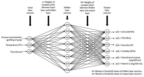 Figure 4. The topology of a well-developed ANN model for enzymatic extraction of bael fruit juice