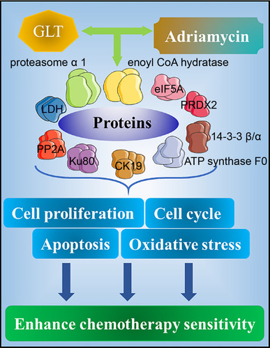 Figure 5 Synergistic effect of GLTs and doxorubicin against chemotherapy sensitivity. The synergistic effect of GLT and adriamycin leads to the expression of multiple proteins, such as eIF5A, 14-3-3 β/α, and Ku80, which play important roles in cell proliferation, cell cycle, apoptosis, and oxidative stress, thereby enhancing the sensitivity to chemotherapy.