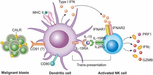 Figure 1. Calreticulin and NK cell activation. The exposure of calreticulin (CALR) on malignant blasts from patients with acute myeloid leukemia (AML) favors the accumulation of an activated, poly-functional population of CD11b+CD14+ myeloid cells that support natural killer (NK) cell anticancer functions. CCR7, C-C motif chemokine receptor 7, IL15RA, interleukin 15 receptor, alpha chain (IL15RA); IFN, interferon