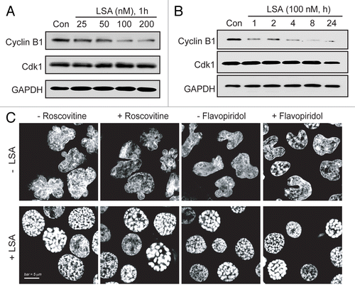 Figure 5. Lasonolide A-induced PCC is independent of cyclin B1/Cdk1. A. Concentration-dependent reduction of cyclin B1. CA46 cells were treated for 1 h with the indicated LSA concentrations. Protein levels of cyclin B1 and Cdk1 were detected by western blotting. Representative western blots are shown. (B) Time-dependent reduction of cyclin B1. Cells were treated with 100 nM LSA for 1, 2, 4, 8 and 24 h. Protein levels of cyclin B1 and Cdk1 were detected by western blotting. Representative western blots are shown. (C) Cyclin B1/Cdk1 inactivation does not interfere with LSA-induced PCC. Cells were pretreated with the Cdk inhibitors, roscovitine (15 µM) or flavopiridol (0.5 µM) for 1 h. Cells were then treated with 100 nM LSA for 1 h. Nuclear DNA was stained with PI and cells were examined by confocal microscopy. Representative images show that neither roscovitine nor flavopiridol affects LSA-induced PCC.