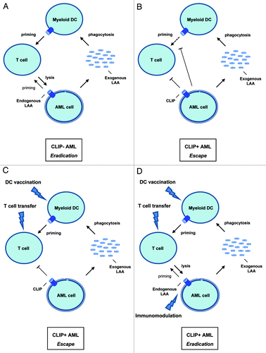 Figure 1. The potential role of CLIP in AML immunopathogenesis and immunotherapy. Situations before and after immunotherapy in patients with AML are proposed: (A) Tumor immunity in untreated CLIP- AML; LAA-specific T cell priming and recognition are optimal due to enhanced endogenous LAA presentation by leukemic cells. (B) Tumor immune escape in untreated CLIP+ AML; leukemia-specific T cell priming as well as recognition are hampered because of inhibition of DC function and low immunogenicity by CLIP+ leukemic cells. (C) Tumor immune escape in treated CLIP+ AML; although priming of leukemia-specific T cells is resolved by DC vaccination or T cell transfer, leukemic cells still escape their recognition by expressing CLIP. (D) Tumor immunity in treated CLIP+ AML; by using DC vaccination or T cell transfer in combination with in vivo immunomodulatory drugs, both T cell priming and recognition are targeted, which might induce a potent immune response against leukemic cells.