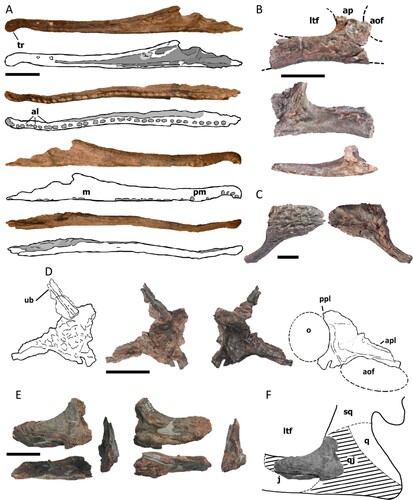 FIGURE 2. Cranial material of Mystriosuchus alleroq, sp. nov. A, partial right rostrum NHMD-916722 and interpretative drawings (labial, ventral, lingual, and dorsal views); B, right jugal NHMD-916733 (labial, lingual, and ventral views); C, left postorbital NHMD-916725 (dorsal and ventral views); D, left lacrimal NHMD-916729 and interpretative drawings (dorsal and ventral views); E, left quadratojugal NHMD-916728 (lateral, dorsal, anterior, medial, ventral, and posterior views); F, interpretative drawing of the quadratojugal position and morphology in the skull. Gray areas represent fossae or deeper areas. Cross-hatched area is the interpretative display of the complete bone. Dashed lines represent the interpretative limits of bones or fenestrae. Abbreviations: al, alveolus; aof, antorbital fenestra; ap, ascending process of the jugal; apl, anterior process of the lacrimal; j, jugal; ltf, lateral temporal fenestra; m, maxilla; o, orbit; pm, premaxilla; ppl, posterior process of the lacrimal; q, quadrate; qj, quadratojugal; sq, squamosal; tr, terminal rosette; ub, unidentified bone. Scale bars equal 4 cm.