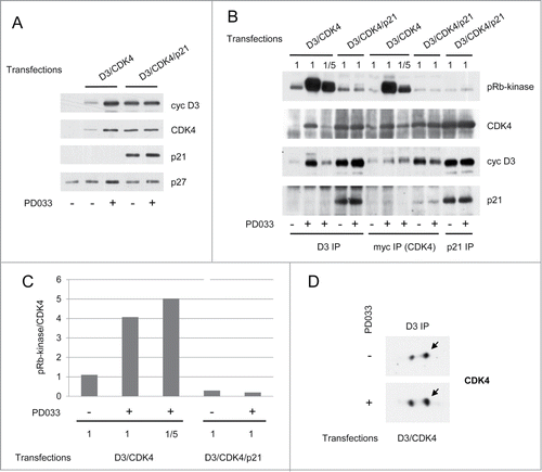Figure 6. PD0332991 stabilizes and activates p21-free cyclin D3-CDK4 complexes. CHO cells were transfected for 48 h with plasmids encoding cyclin D3 (D3) and myc-CDK4 alone or together with p21. Transfections were done in the absence (−) or presence (+) of 1 μM PD0332991. (A) Western Blotting analyses with the indicated antibodies from whole cell lysates. (B) Cell lysates were immunoprecipitated (IP) with anti-cyclin D3 (D3), anti-myc or anti-p21 antibodies. These immunoprecipitates were incubated in vitro with ATP and a pRb fragment. The incubation mixture was then separated by SDS-PAGE and immunoblotted with the indicated antibodies to detect co-immunoprecipitated proteins and the T826 phosphorylation of the pRb fragment (pRb-kinase). As CHO cells transfected with cyclin D3 and CDK4 alone and treated with PD0332991 expressed approximately 5 times more cyclin D3 and CDK4 than their untreated counterparts (as quantified from whole cell lysate immunodetections in (A)), immunoprecipitations from PD0332991-treated cells were also performed with a 1/5 volume of cell lysate (1/5), in order to compare the pRb-kinase activity of similar amounts of CDK4 complexes from cells cultured with or without PD0332991. (C) Western blotting detections obtained from the myc (CDK4)-immunoprecipitations in (B) were subjected to densitometric analysis and the ratio of pRb-kinase activity versus CDK4 was calculated. (D) Cell lysates were immunoprecipitated (IP) with anti-cyclin D3 (D3) antibody and separated by 2D-gel electrophoresis followed by CDK4 immunodetection.