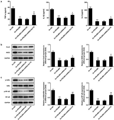 Figure 6. Interfering KLF10 reversed the inhibitory effects of PDLIM2 overexpression on the inflammation of HFLSs-RA through NF-κB pathway. A. ELISA assay was used to detect the expression of TNF-α, IL-1β and IL-6 in HFLSs-RA after transfection. B. The expression of Cox2 and iNOS in HFLSs-RA after transfection were detected with Western blot. C. The expression of NF-κB pathway-related proteins in HFLSs-RA after transfection were detected with Western blot. ***p < 0.001 vs Ov-NC.#p < 0.05, ##p < 0.01, ### p < 0.001 vs Ov-PDLIM2 + shRNA-NC.