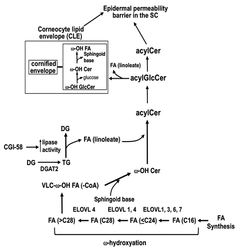 Figure 2 Updated most likely pathway for acylCer formation (November 2010). AcylCer formation requires unique biochemical steps, which include VLFA synthesis, ω-hydroxylation and ω-O-esterification. ELOVL4 and a cytochrome P-450 enzyme account for VLFA synthesis and ω-hydroxylation, respectively. Linoleic acid, an essential FA, is a predominant lipid species in ω-O-esterified FA. CE, cornified envelope; LA, linoleic acid; Sp, sphingoid base; and DGAT2, acylCoA:diacylglycerol acyltransferase 2.