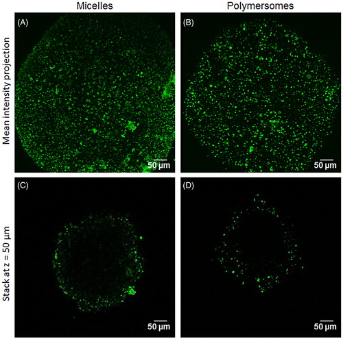 Figure 3. DiO penetration in 3D tumor spheroid depending on the nanocarriers: two-photon microscopy images of the mean intensity projection of DiO fluorescence from HCT-116 spheroids exposed for 24 h to micelles (A) and polymersomes (B). C and D are optical sections at z = 50 µm depth of the spheroid A and B, respectively.