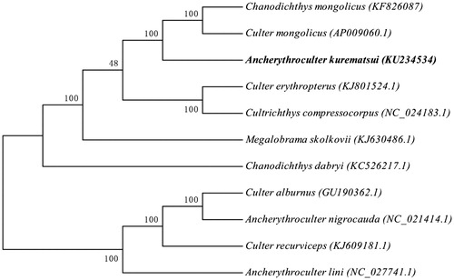 Figure 1. The phylogenetic tree was generated using the RAxML8.1.5. (Pennsylvania State University, PA).