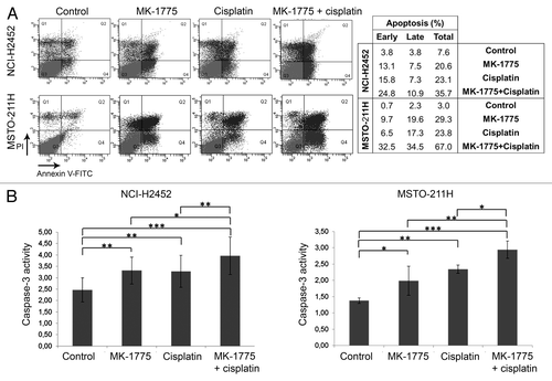 Figure 4. Apoptosis induction in MM cell lines treated with cisplatin and/or MK-1775. (A) A representative FACS analysis of apoptosis by cell staining with annexin V-FITC and propidium iodide (PI) of NCI-H2452 and MSTO-211H cells treated with cisplatin and/or MK-1775 or DMSO, as a control. The table reports the values relative to early apoptosis (annexin V-positive and PI-negative), late apoptosis (annexin V-positive and PI-positive) and total apoptosis. (B) Histograms showing caspase-3 activity in NCI-H2452 and MSTO-211H cell lines treated with cisplatin and/or MK-1775 or DMSO, as a control. Caspase-3 activity is expressed as pmol p-nitroaniline (pNA)/µg protein × time (h). The reported values represent the means and standard deviations of three experiments. Statistically significant differences were evaluated by one-way Anova with Tukey post-test and are indicated with *significant (P < 0.05), **very significant (P < 0.01) and ***extremely significant (P < 0.001).