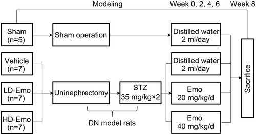 Figure 1 Experimental procedure.