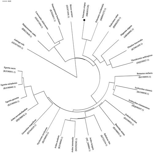 Figure 1. Phylogenetic tree of the relationships among Pelecaniformes and its related orders based on complete mitochondrial genome. Branch lengths and topologies came from the neighbour-joining (NJ) analyses.