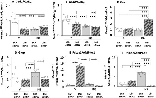 Figure 3 VMNdm GABAergic Nerve Cell Neurotransmitter and Metabolic Sensor Marker Gene Expression during Eu- versus Hypoglycemia; Effects of Dbi Gene Knockdown. Experimental design, treatment group designations, target gene profiles, analytical and statistical methods, and data presentation format are identical to those described in Figure 2 above, except that GAD-immunopositive neurons were laser-catapult-microdissected from the VMNdm. Outcomes of statistical analyses are as follows: Gad1: F(3,28): 35.44, p < 0.001; Knockdown main effect: F(1,28): 21.68, p < 0.0001; INS main effect: F(1,28): 26.88, p < 0.0001; Knockdown/INS interaction: F(1,28): 57.77; p < 0.001]; Gad2: F(32,8): 28.17, p < 0.001, Knockdown main effect: F(1,28): 22.09, p < 0.0001; INS main effect: F(1,28): 56.50, p < 0.0001; Knockdown/INS interaction: F(1,28): 5.91, p = 0.022]; Gck: F(3,28): 45.97, p < 0.001; Knockdown main effect: F(1,8): 56.53, p < 0.0001; INS main effect: F(1,28): 40.52, p < 0.001; Knockdown/INS interaction: F(1,28): 40.84, p < 0.001]; Gkrp: F(3,28): 11.19, p < 0.001; Knockdown main effect: F(1,28): 13.58, p = 0.001; INS main effect: F(1,28): 13.78, p = 0.001; Knockdown/INS interaction: F(1,28): 5.99, p = 0.021]; AMPKα1/Prkaa1: F(3,28): 145.46, p < 0.001, Knockdown main effect: F(1,28): 123.46, p < 0.0001; INS main effect: F(1,28): 143.73, p < 0.00; Knockdown/INS interaction: F(1,28): 169.21, p < 0.001]; AMPKα2/Prkaa2: F(3,28): 84.67, p < 0.001; Knockdown main effect: F(1,28): 71.92; p < 0.0001; INS main effect: F(1,28): 32.30; p < 0.001; Knockdown/INS interaction: F(1,28): 149.78; p < 0.001]. *p < 0.05; **p < 0.01; and ***p < 0.001.